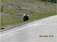 Fauna & Flora: bears on the road