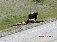 Fauna & Flora: bears on the road
