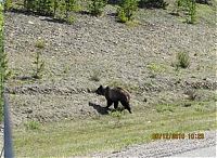 Fauna & Flora: bears on the road