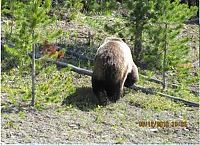 Fauna & Flora: bears on the road