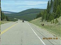 Fauna & Flora: bears on the road