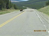 Fauna & Flora: bears on the road
