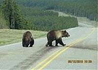 Fauna & Flora: bears on the road