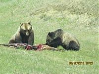 Fauna & Flora: bears on the road