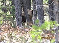 Fauna & Flora: bears on the road