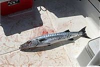Fauna & Flora: barracuda attacked a 14-year-old girl