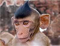 Fauna & Flora: monkey with mohawk