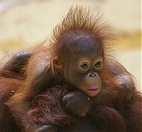 TopRq.com search results: monkey with mohawk