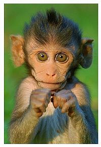 TopRq.com search results: monkey with mohawk