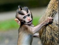 TopRq.com search results: monkey with mohawk