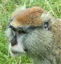 TopRq.com search results: monkey with mohawk