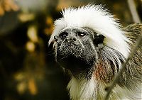 TopRq.com search results: monkey with mohawk