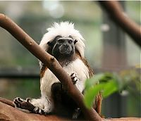 TopRq.com search results: monkey with mohawk