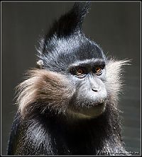 TopRq.com search results: monkey with mohawk