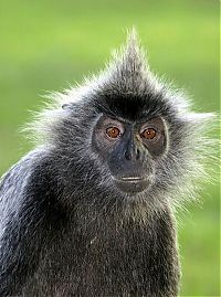 Fauna & Flora: monkey with mohawk