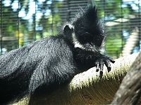 TopRq.com search results: monkey with mohawk