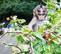 Fauna & Flora: monkey with mohawk