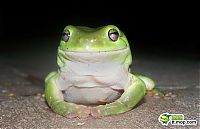 TopRq.com search results: the green trea frog