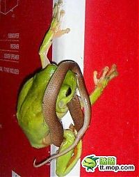 Fauna & Flora: the green trea frog