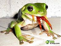 TopRq.com search results: the green trea frog