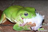 TopRq.com search results: the green trea frog
