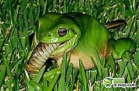 TopRq.com search results: the green trea frog