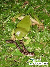 TopRq.com search results: the green trea frog