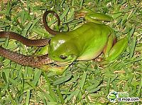 Fauna & Flora: the green trea frog