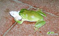 Fauna & Flora: the green trea frog