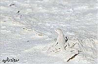 TopRq.com search results: masters of camouflage