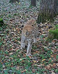 Fauna & Flora: masters of camouflage