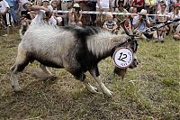 TopRq.com search results: Goat beauty contest, Lithuania