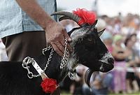 Fauna & Flora: Goat beauty contest, Lithuania