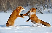 Fauna & Flora: Foxes fighting 