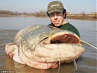 Fauna & Flora: giant catfish