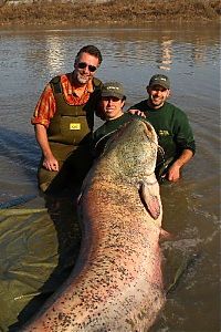 Fauna & Flora: giant catfish