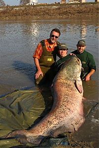 Fauna & Flora: giant catfish