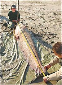 Fauna & Flora: giant catfish