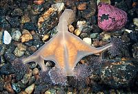 Fauna & Flora: Underwater life, White Sea