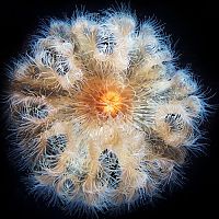 TopRq.com search results: Underwater life, White Sea
