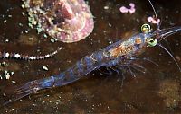 Fauna & Flora: Underwater life, White Sea