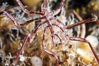 Fauna & Flora: Underwater life, White Sea