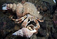 Fauna & Flora: Underwater life, White Sea