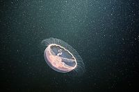 Fauna & Flora: Underwater life, White Sea