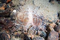 Fauna & Flora: Underwater life, White Sea