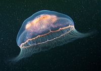 Fauna & Flora: Underwater life, White Sea