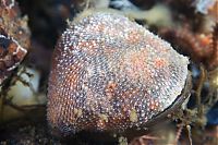 Fauna & Flora: Underwater life, White Sea