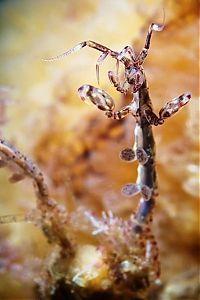 Fauna & Flora: Underwater life, White Sea