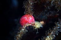 Fauna & Flora: Underwater life, White Sea