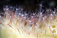 Fauna & Flora: Underwater life, White Sea